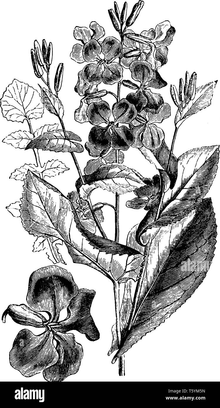 Bild enthält Moricandia Sonchifolia von Brassicaceae Familie, vintage Strichzeichnung oder Gravur Abbildung. Stock Vektor