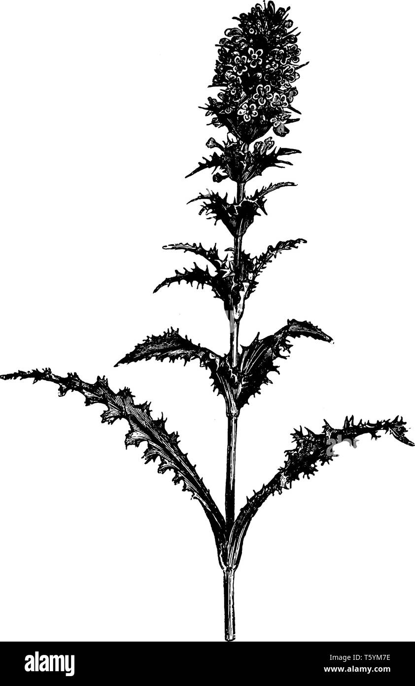 Es ist ein Morina longifolia, eine schöne immergrüne Staude Kraut. Dieses Bild zeigt seine Stammzellen mit Blumen, vintage Strichzeichnung oder engravin Stock Vektor
