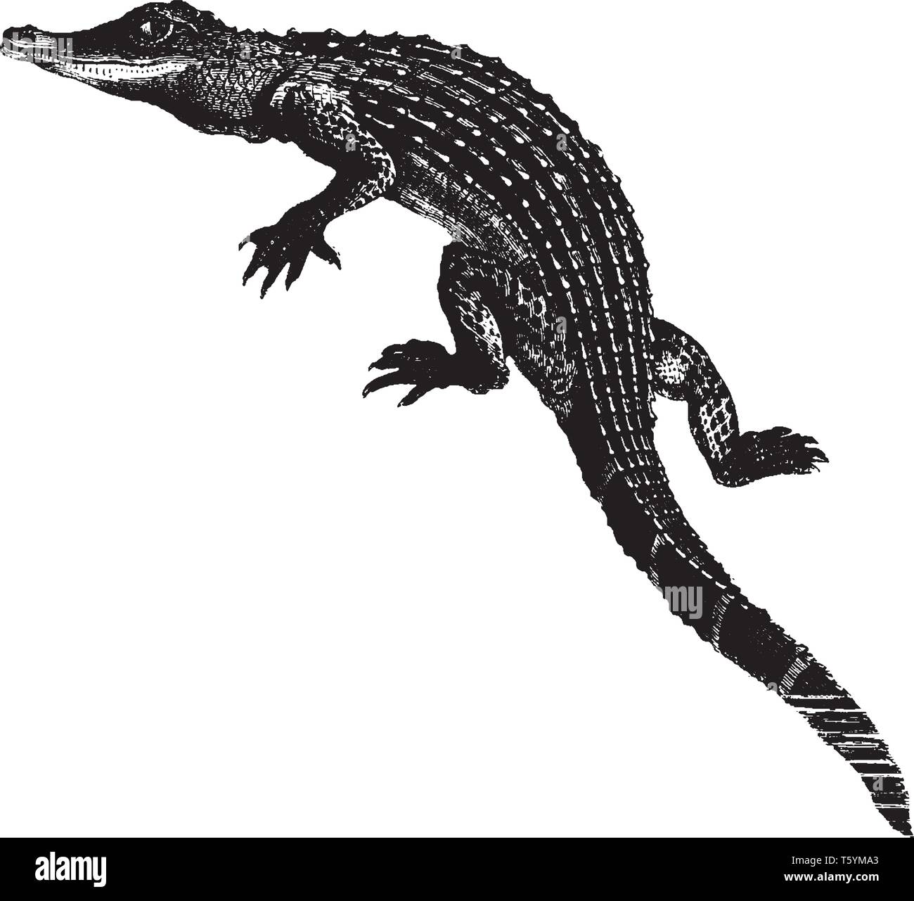 Alligator ist ein crocodilian in der Gattung Alligator der Familie Alligatoridae, vintage Strichzeichnung oder Gravur Abbildung. Stock Vektor
