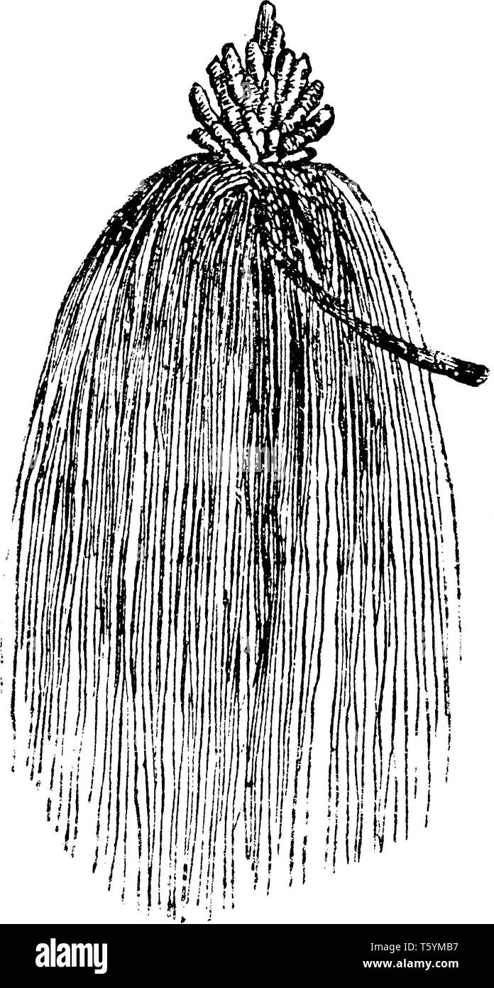 Dieses Bild zeigt die Zweige von Pinus Longifolia mit männlichen Kätzchen. Dies ist eine wunderschöne Indische Pine Tree erreicht etwa 80 bis 125 Meter in der Höhe. Mo Stock Vektor