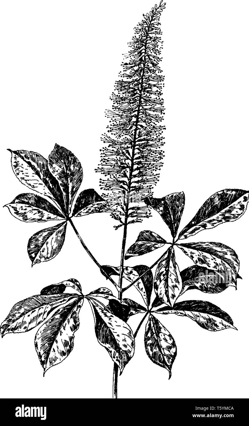 Aesculus Parviflorais als Bottlebrush buckeye bekannt. Der Strauch wird Laub- und Verbreitung von root Sprossen, vintage Strichzeichnung oder Gravur illustrati Stock Vektor
