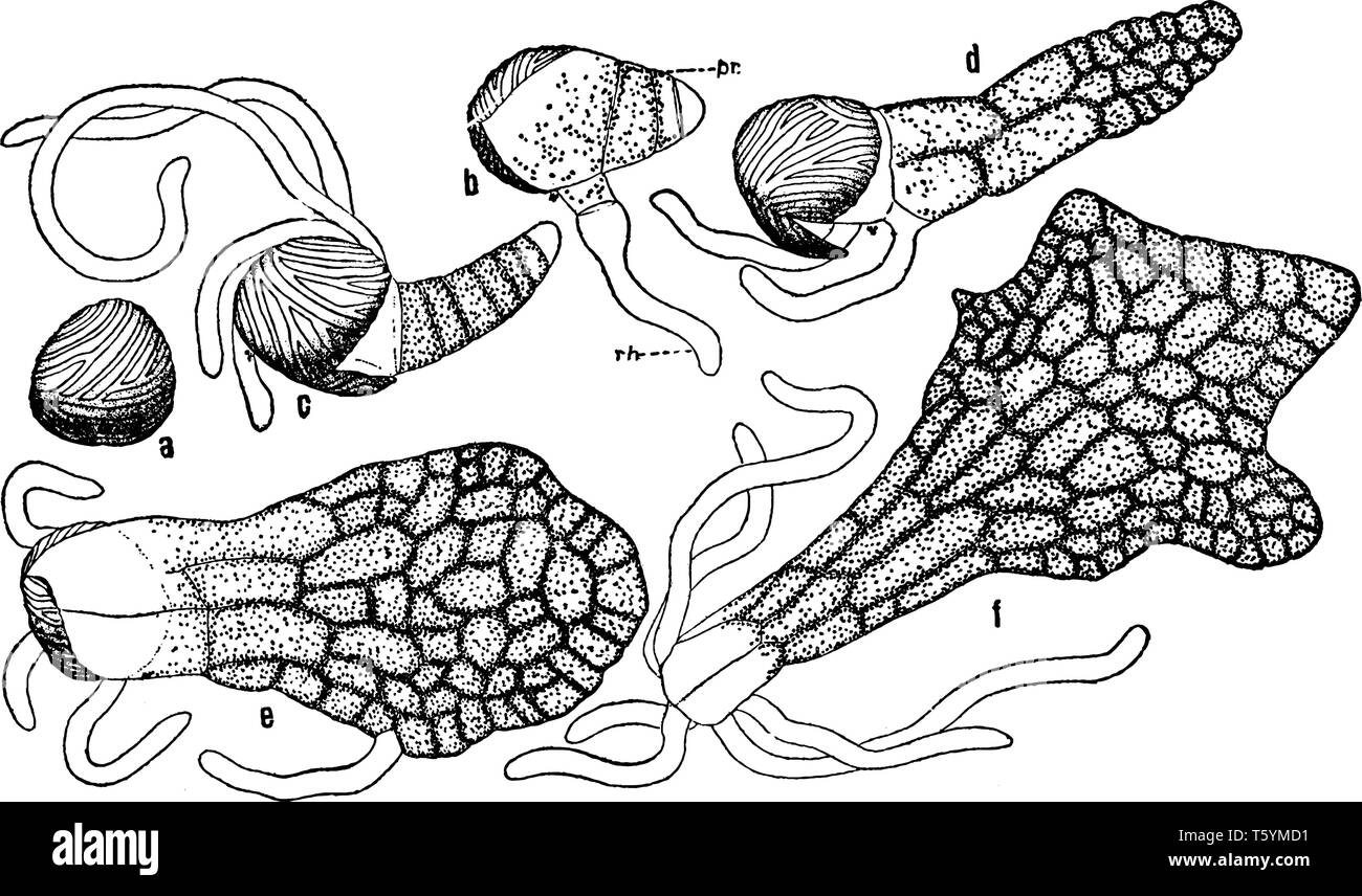Dies ist das Image der Keimung fern von Organ, das eine: vor Keimen; b: frühzeitig und zeigen protonema; c, d, e und f: aufeinanderfolgenden Stufen in der Stock Vektor