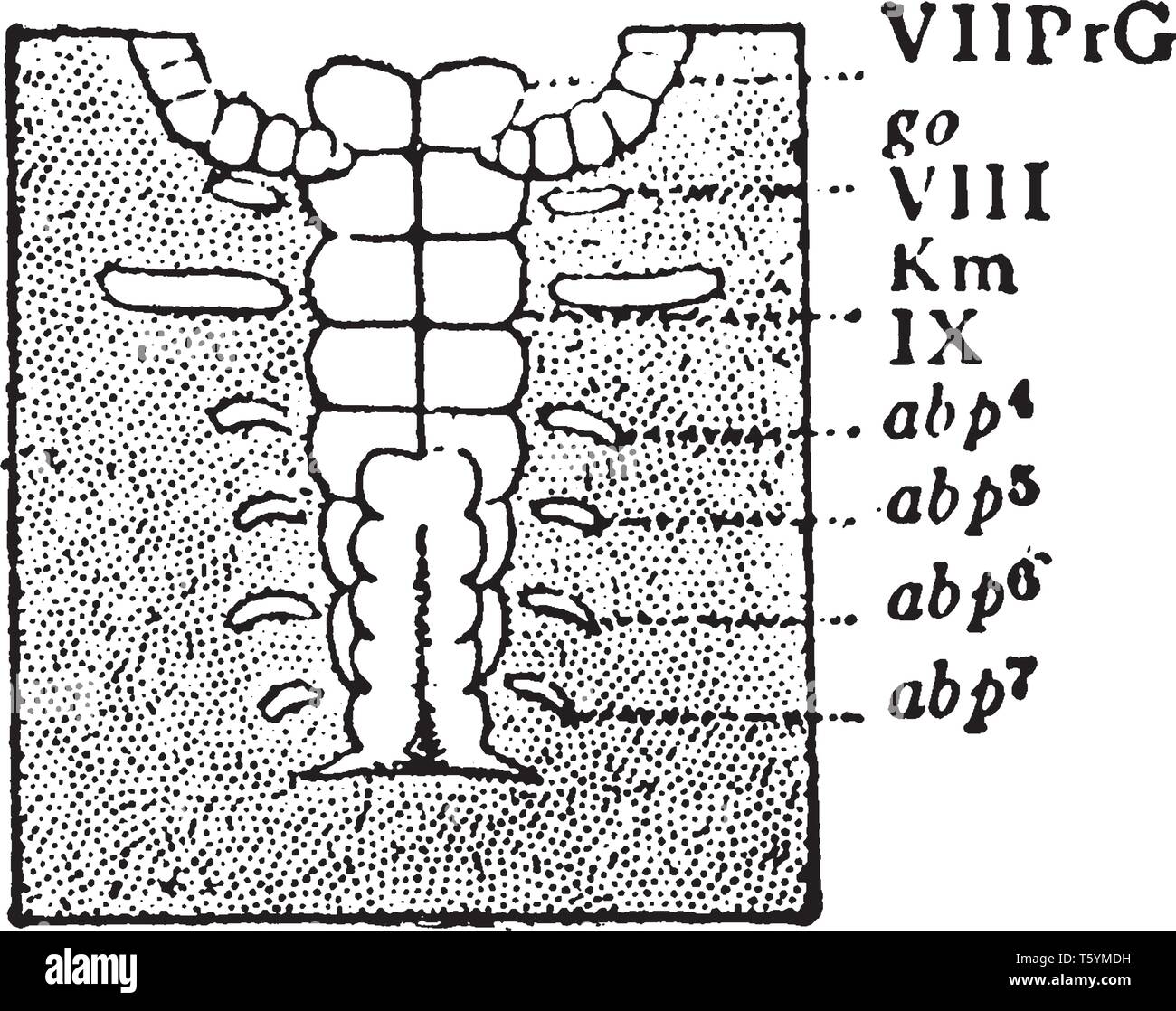 Embryo ist ein frühes Stadium der Entwicklung eines vielzelligen diploiden eukaryontischen Organismus, vintage Strichzeichnung oder Gravur Abbildung. Stock Vektor