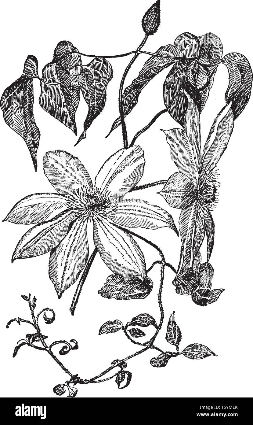 Bild zeigt Clematis Lawsoniana The President. Blume ist von weißer Farbe. Es ist bis zu 10-12 ft. vom Boden, vintage Strichzeichnung oder Gravur il Stock Vektor