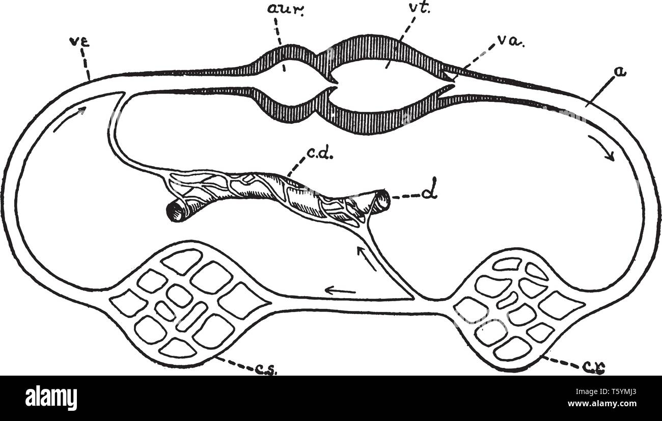 Durchblutung ist ein Organsystem, die zulässt, dass Blut zirkulieren und Transport Nährstoffe, Sauerstoff und Kohlendioxid, vintage Strichzeichnung oder engrav Stock Vektor