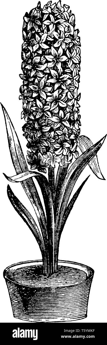 Die Gattung Hyacinthus ist als in den östlichen Mittelmeerraum. Die Farbe  der Blauen Blume Hyazinthe Pflanze variiert zwischen Mitte blau bis violett  Stock-Vektorgrafik - Alamy