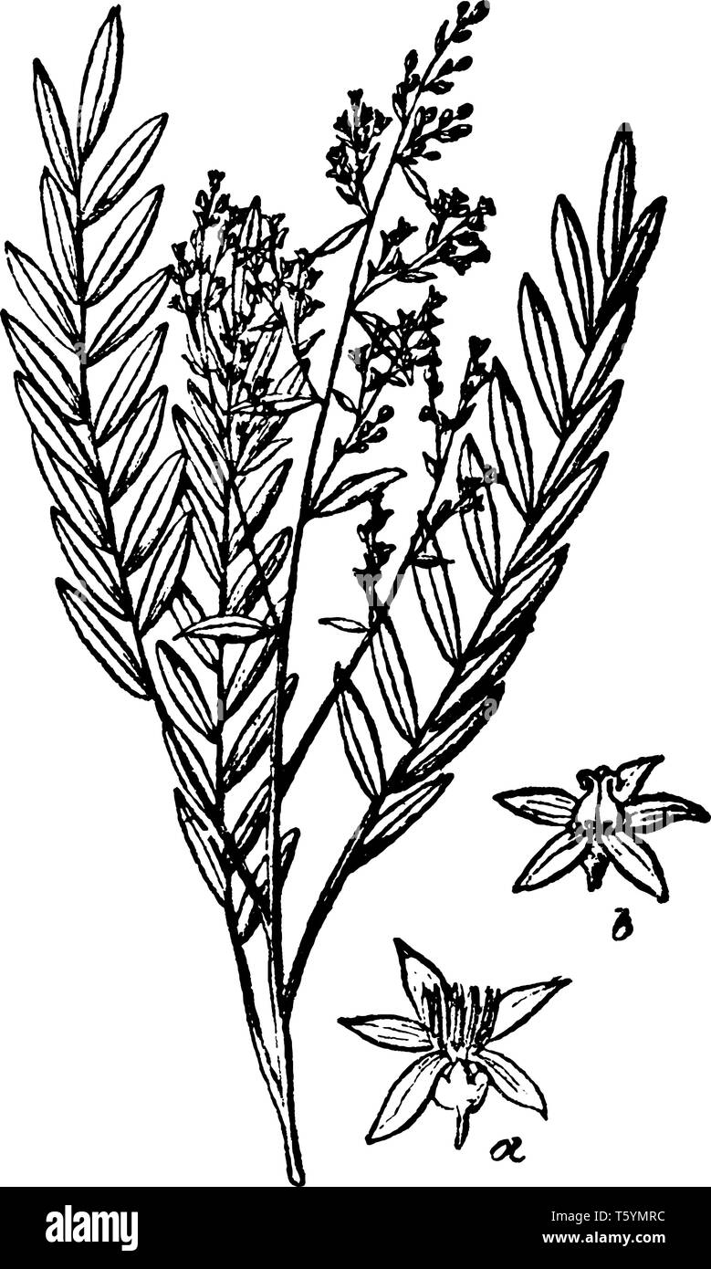 Ein Bild zeigt Simarouba Anlage in Weibliche Blüte, männliche Blüte. Simarouba ist blühenden Baum. Es ist mehrjährig. Er wächst in einem tropischen Klima. Am besten Stock Vektor