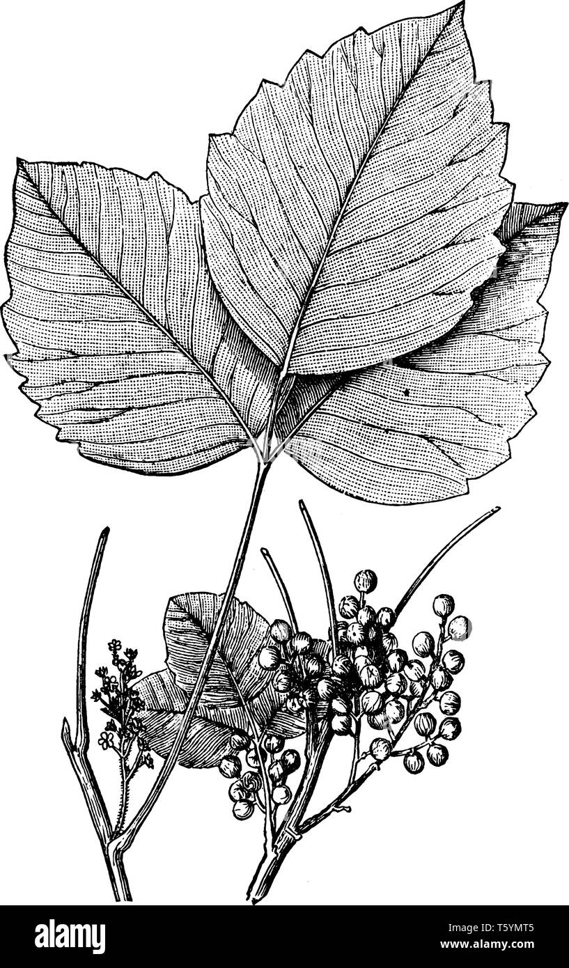 Efeu Blätter produziert urushiol und diese Blätter sind wie Gift, wenn jeder, der es berührt, ist es juckende, vintage Strichzeichnung oder Gravur Abbildung. Stock Vektor Efeu Blätter produziert urushiol und diese Blätter sind wie Gift, wenn jeder, der es berührt, ist es juckende, vintage Strichzeichnung oder Gravur Abbildung. Stock Vektor