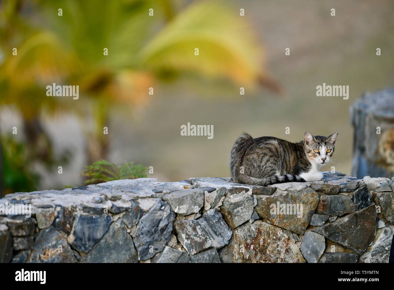 Katze sitzend auf einem Resort Wand an der Buccaneer Hotel in St. Croix, United States Virgin Islands Stockfoto