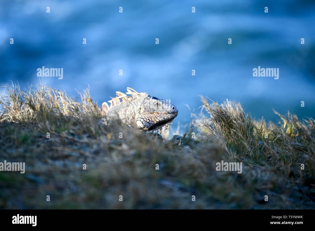 Iguana gefunden auf St. Croix, United States Virgin Islands Stockfoto