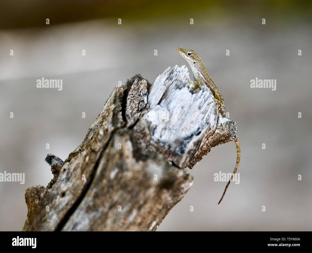 St. Croix (anole Anolis acutus), gefunden auf der Insel St. Croix, USVI Stockfoto