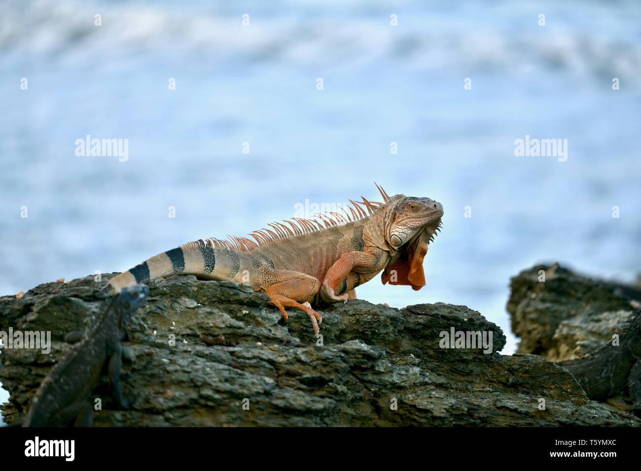 Iguana gefunden auf St. Croix, United States Virgin Islands Stockfoto