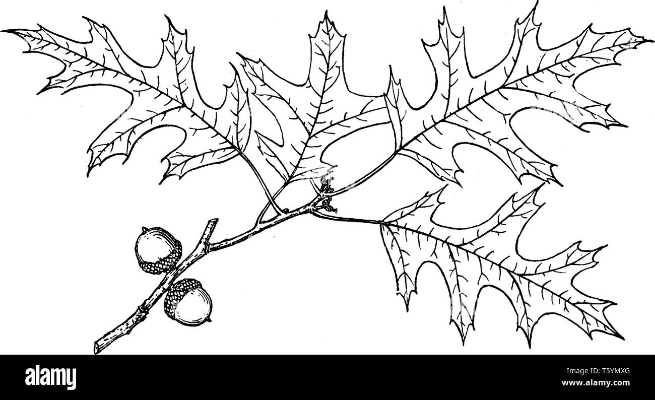 Ein Bild der Zweig der Sumpf Spanische Eiche. Es ist vor allem in Flüssen und auf geschiebemergel Ebenen im Norden und Osten der USA, vint gefunden Stock Vektor