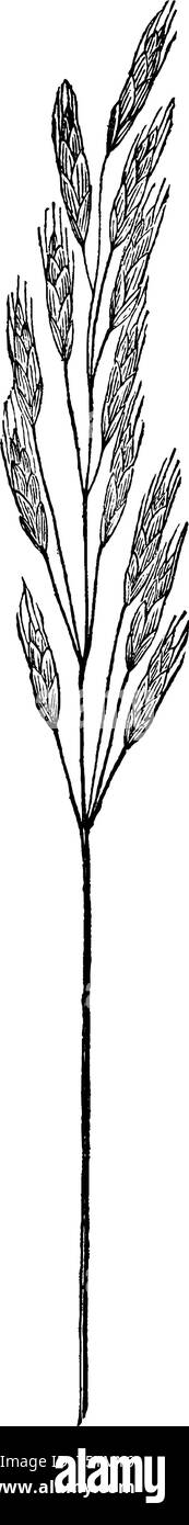 Sie sind Bilder von Schach Gras, Sie sind lang und dünn, sie fließen bis zu drei Meter hoch, weich und Behaart auf die Oberseite, und Klein, wie ein großer Baum. V Stock Vektor