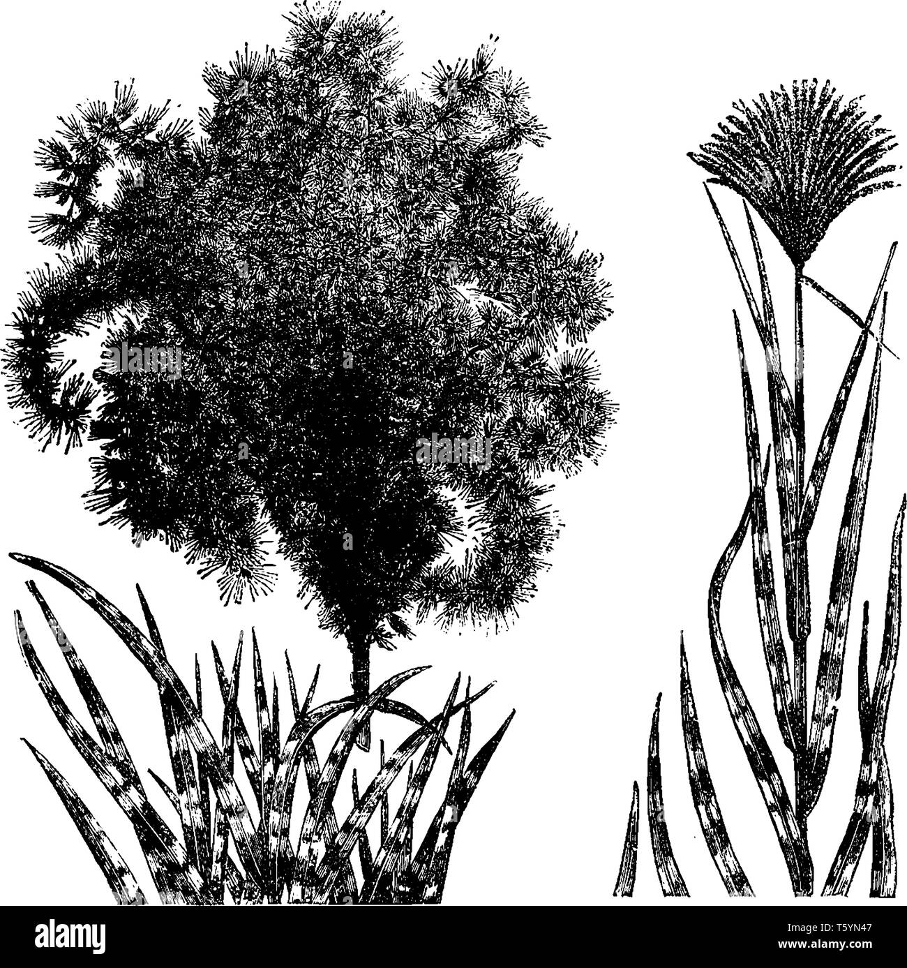 Eulalia ist ornamental Gras und eine Gattung der asiatischen, afrikanischen und australischen Pflanzen in der Süßgräser, vintage Strichzeichnung oder Gravur Abbildung. Stock Vektor