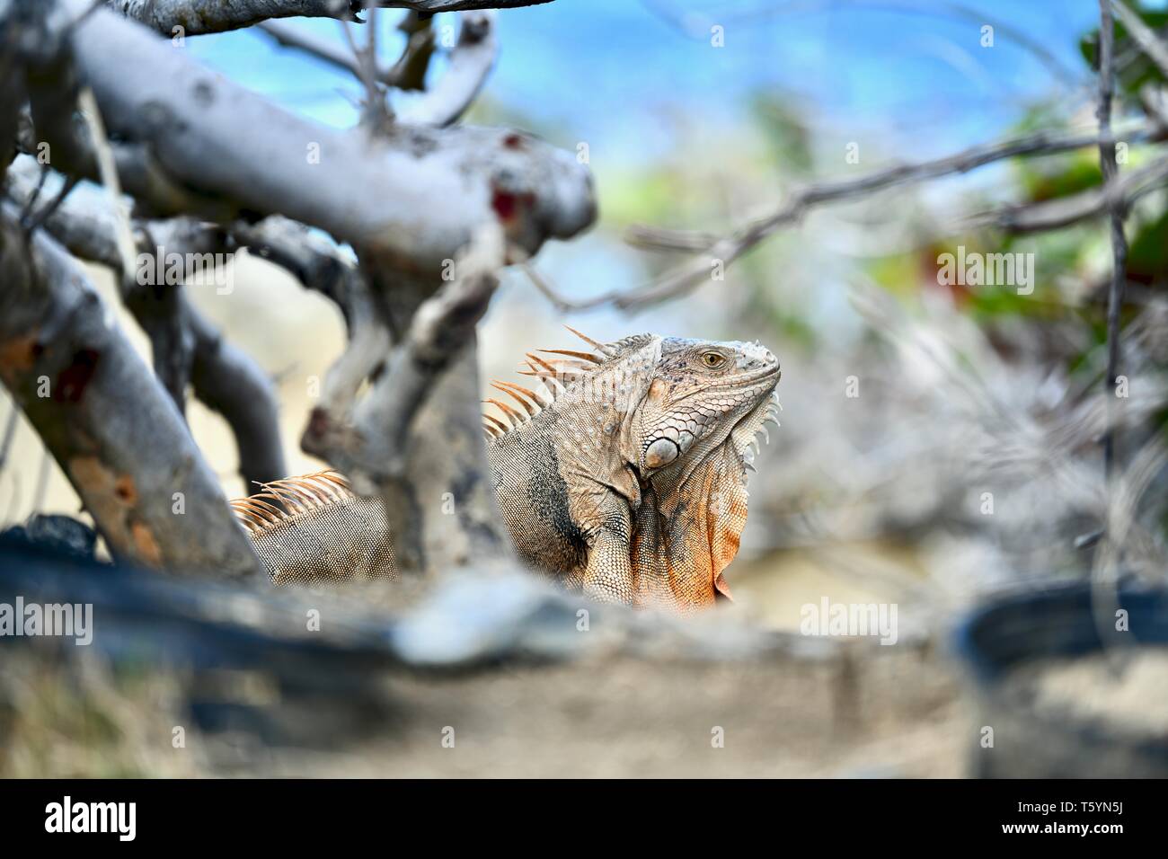 Iguana gefunden auf St. Croix, United States Virgin Islands Stockfoto