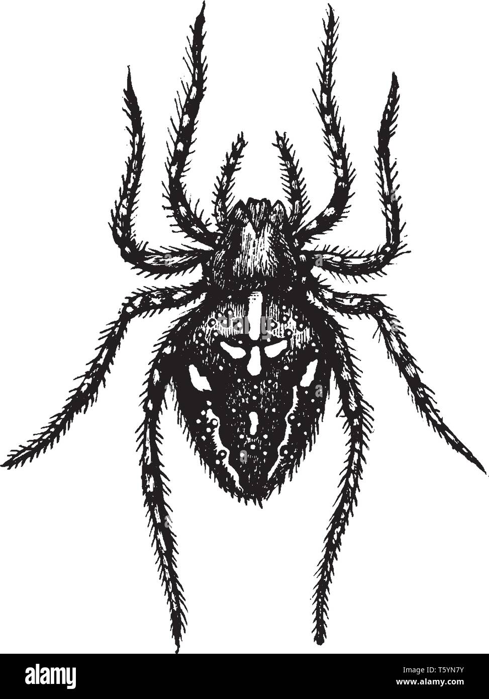 Cross Spider eine sehr verbreitete und bekannte Orb weaver Spider in Westeuropa, vintage Strichzeichnung oder Gravur Abbildung. Stock Vektor