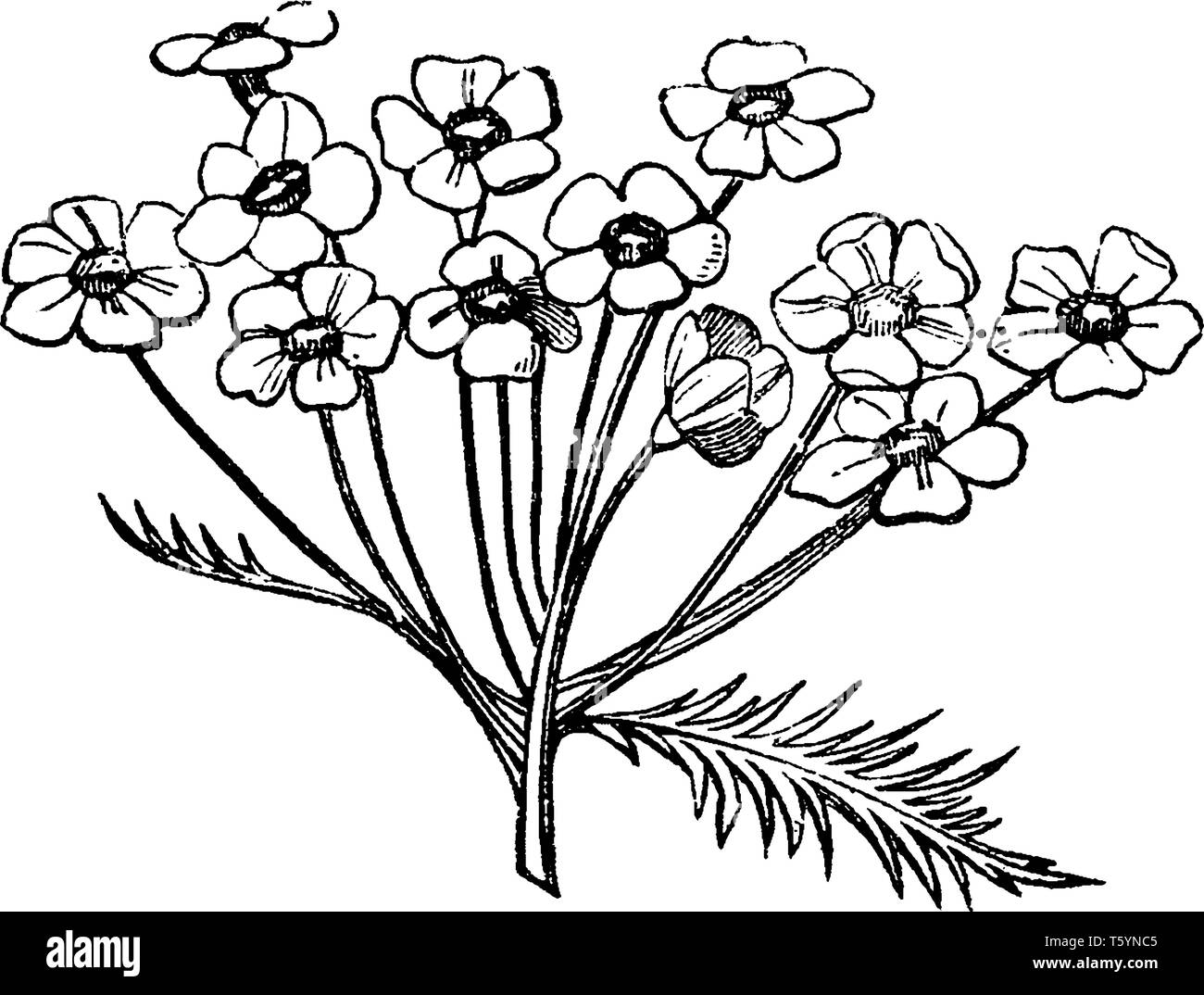 Corymb Blüten sind klein und blühen im Bündel. Die Höhe aller Blumen, die in Ihm wachsen ist fast identisch, vintage Strichzeichnung oder Gravur illu Stock Vektor Corymb Blüten sind klein und blühen im Bündel. Die Höhe aller Blumen, die in Ihm wachsen ist fast identisch, vintage Strichzeichnung oder Gravur illu Stock Vektor