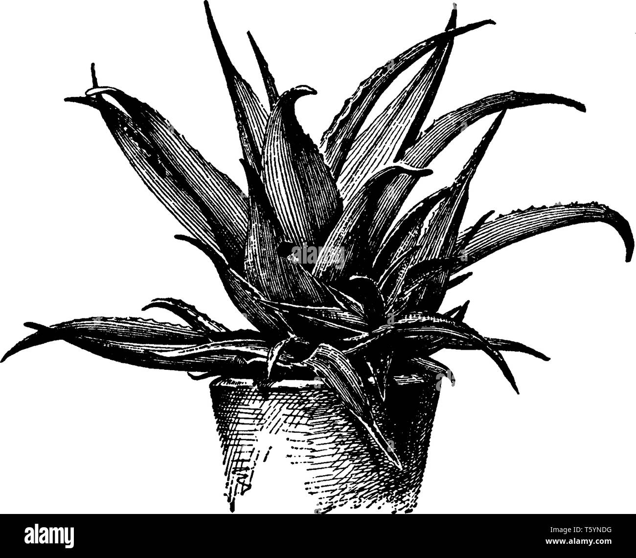 Bild zeigt Aloe Vera Pflanze. Es dient als Medizin in der medizinischen und der Blätter sind dick, fleischig, grün bis grau-grün, mit einigen Sorten zeigen wh Stock Vektor