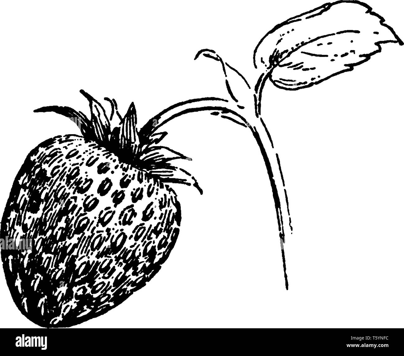 Dies ist das Image der Erdbeere. Die Frucht angebracht zu verzweigen. Die Filiale ist sehr dünn und wenig lang. Die Blätter sind klein. Es ist eine Art von Obst, Stock Vektor