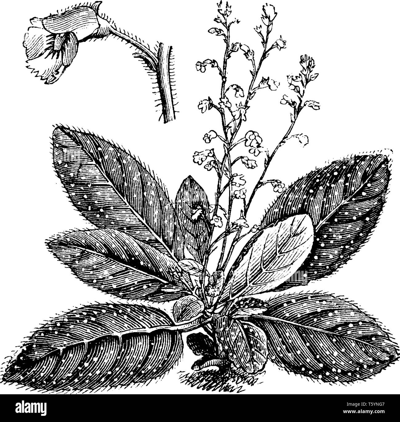 Koellikeria Argyrostigma ist eine krautige Staude Pflanze. Die Blüten dieser Pflanzen blühen im Sommer und sind weiß oder cremefarben mit Stock Vektor