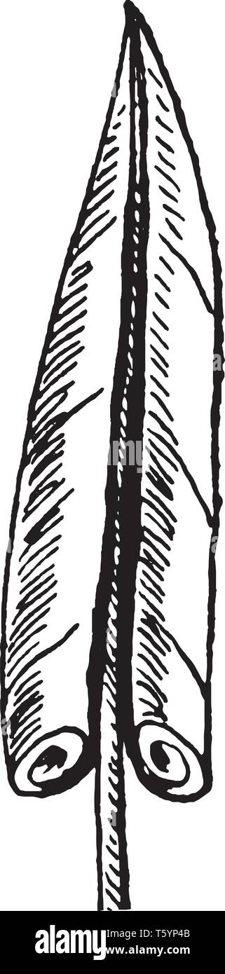 Dieses Bild zeigt ein evolvente Blatt. Die Kanten der Blätter sind nach innen an der Oberseite der Blattspreite, vintage Strichzeichnung gerollt oder Gravur illustrati Stock Vektor