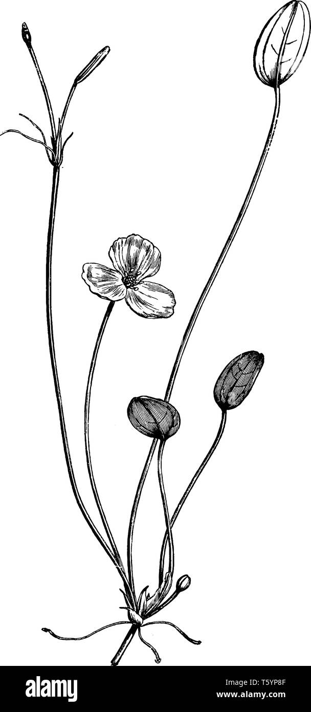 Dieses Bild zeigt eine Alisma natans Blume. Diese Pflanze wächst auf Wasser. Weiß Blume, hat es drei Blütenblätter. Die Stiele sind sehr dünn und lang. Stock Vektor