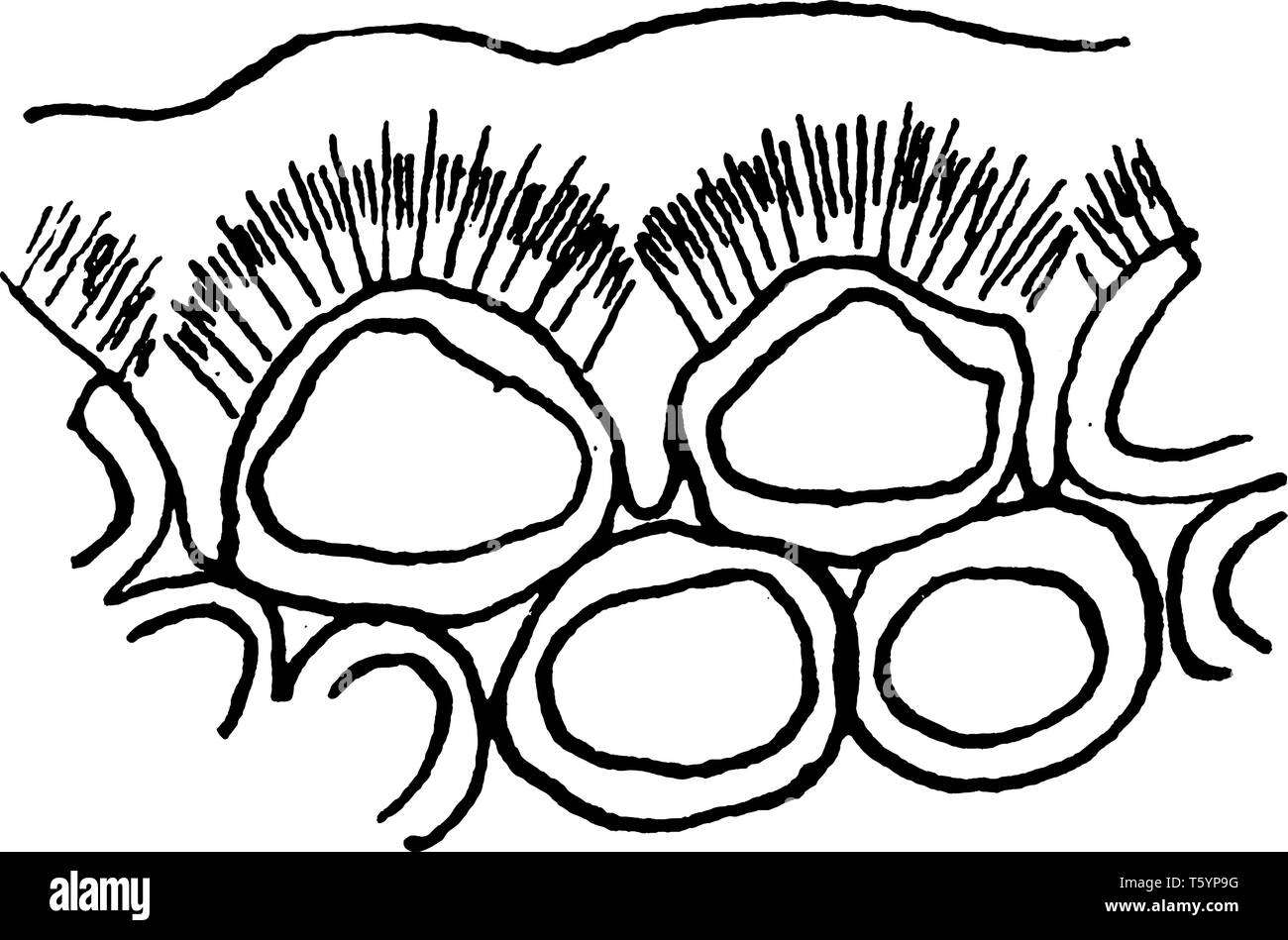 Ein Bild von zwei Zellen der Epidermis im Querschnitt zeigt eine verdickte Außenwand in drei Ebenen unterschieden, nämlich die äußere Schuppenschicht, einen cutin Stock Vektor