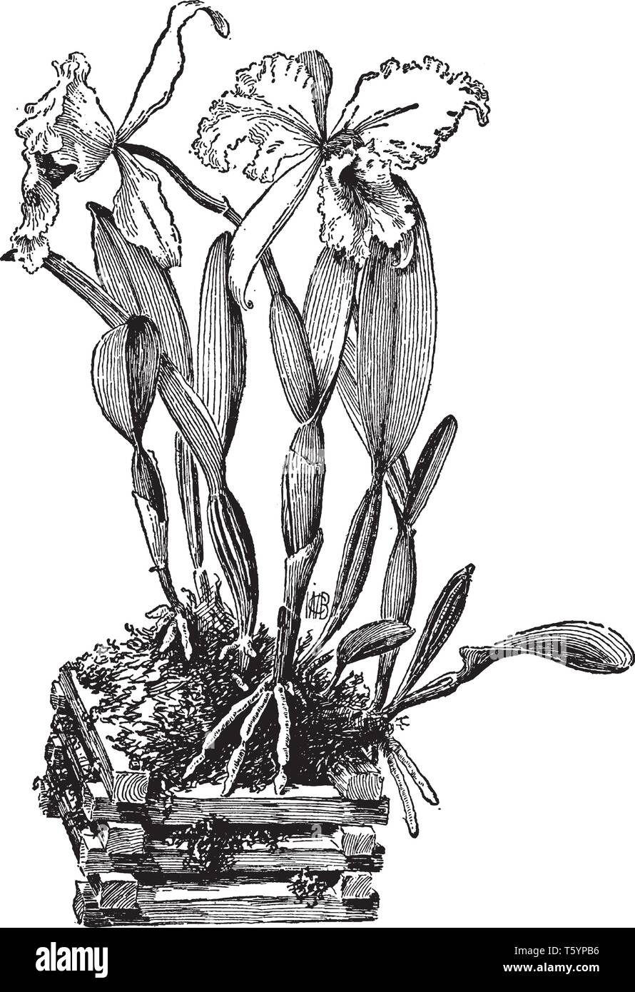 Cattleya Trianae ist die nationale Blume von Kolumbien. Es ist eine große Cattleya, vintage Strichzeichnung oder Gravur Abbildung. Stock Vektor