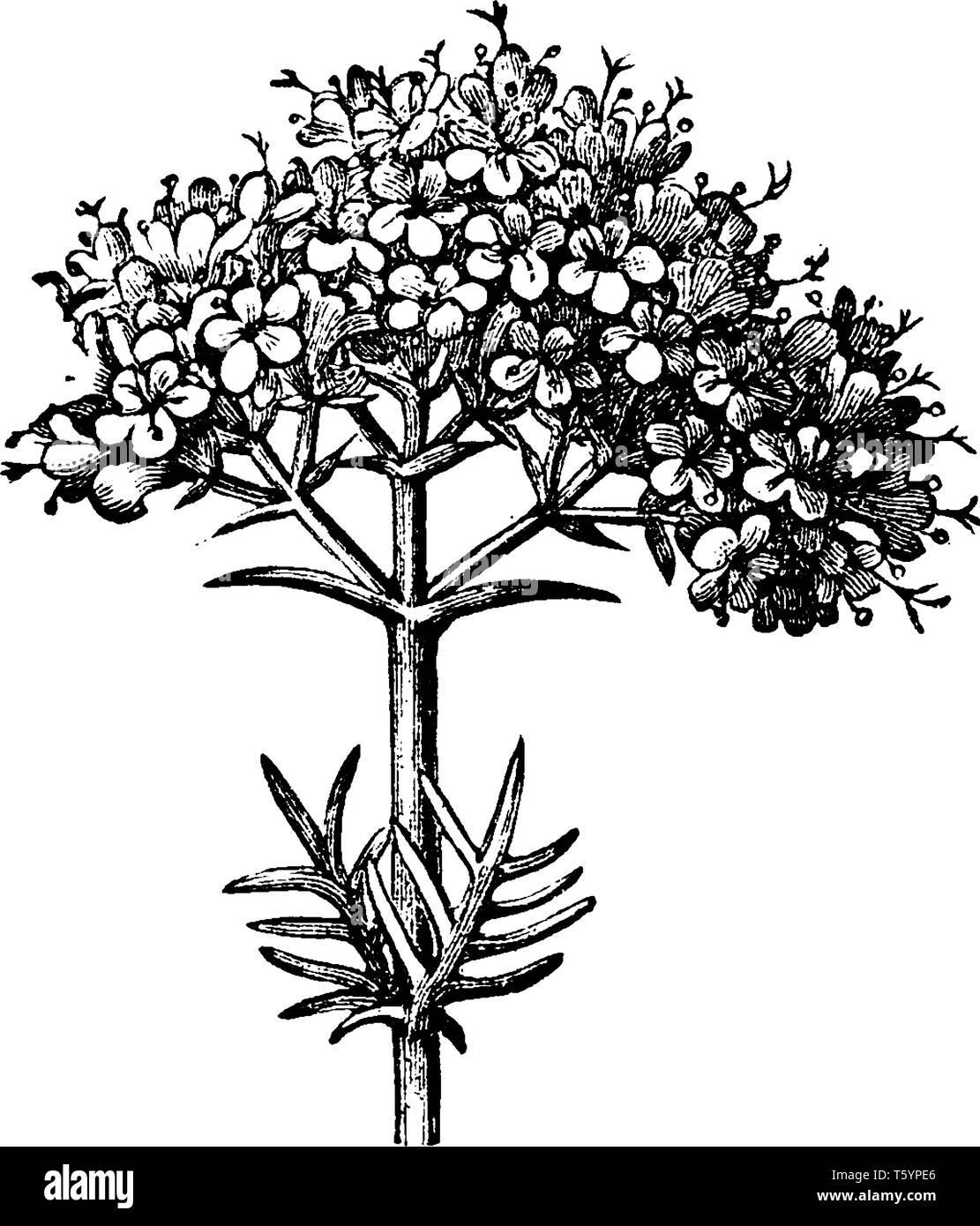 Baldrian Blütenstand ist blühende Pflanze. Sie blühen von Juni bis September. Die Blüten sind süß duftendes rosa oder weiss, vintage Zeichnung Stock Vektor