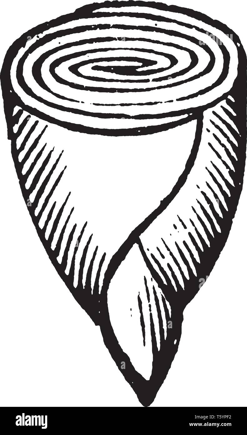 Dies ist ein Abbild der Embryo von Calycanthus und es zeigt die gewickelten Keimblätter, vintage Strichzeichnung oder Gravur Abbildung. Stock Vektor