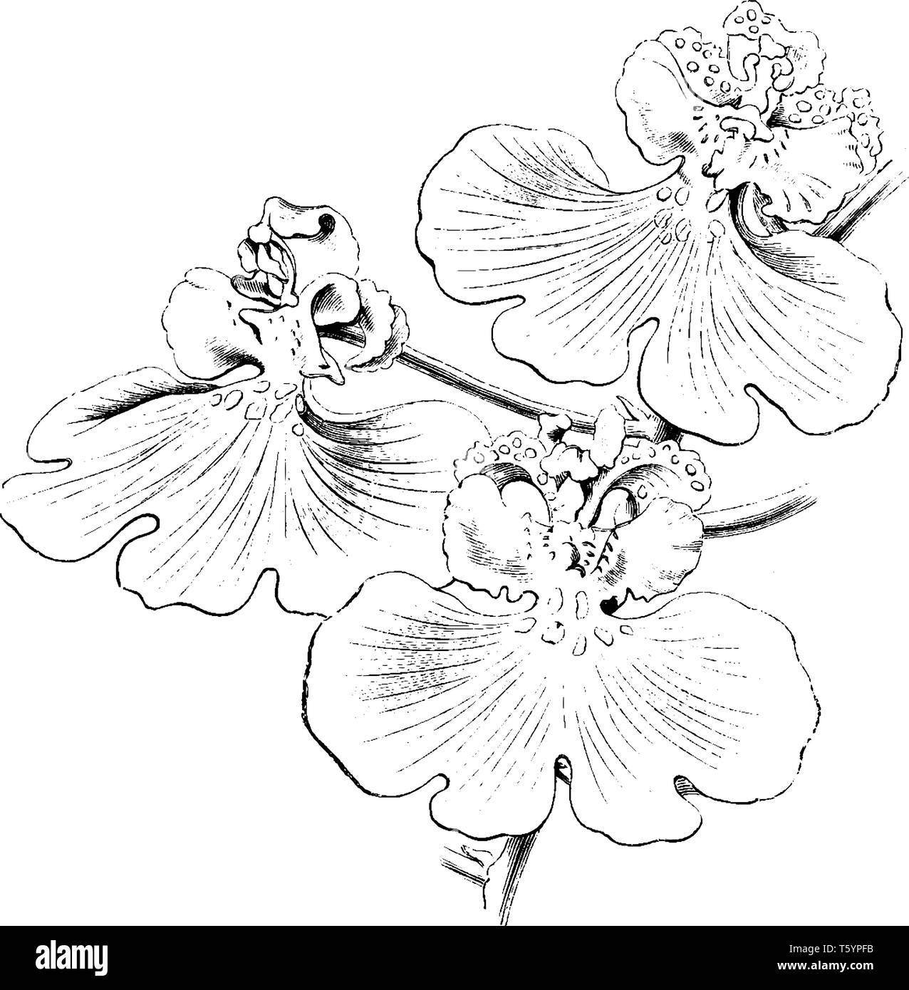 Die sepalen und Petalen der oncidium varicosum Blumen sind blasse, matte Grün mit braun matt. Die Lippe ist groß und hell gelb. Die scapes sind stark, ein Stock Vektor