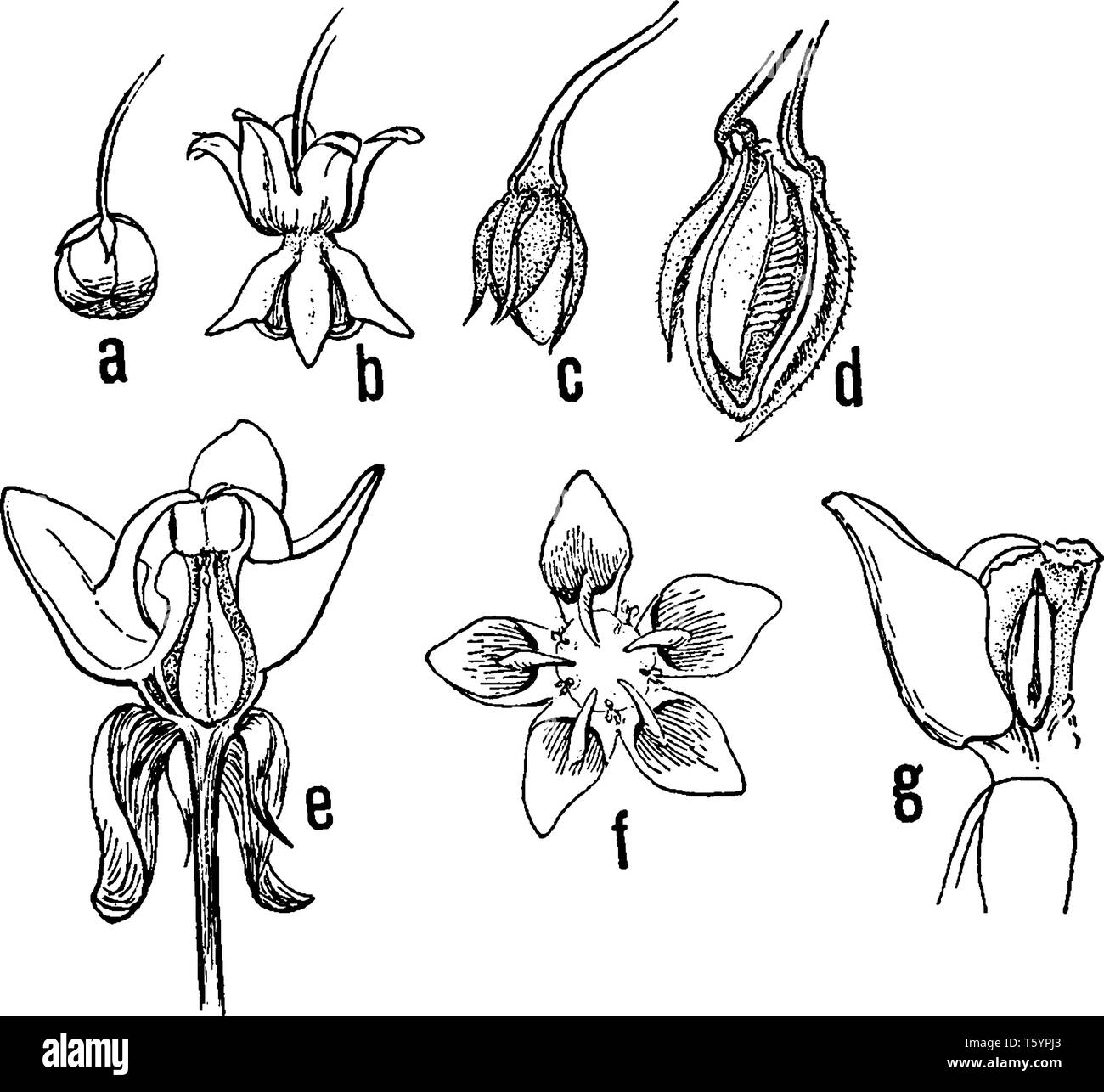 Ein Bild zeigt Milkweed Stadien. (A) Knospe, (b), (c) sehr junge Pod (d) ältere Pod in Abschnitt, zeigt die Samen, (e) Abschnitt Stock Vektor