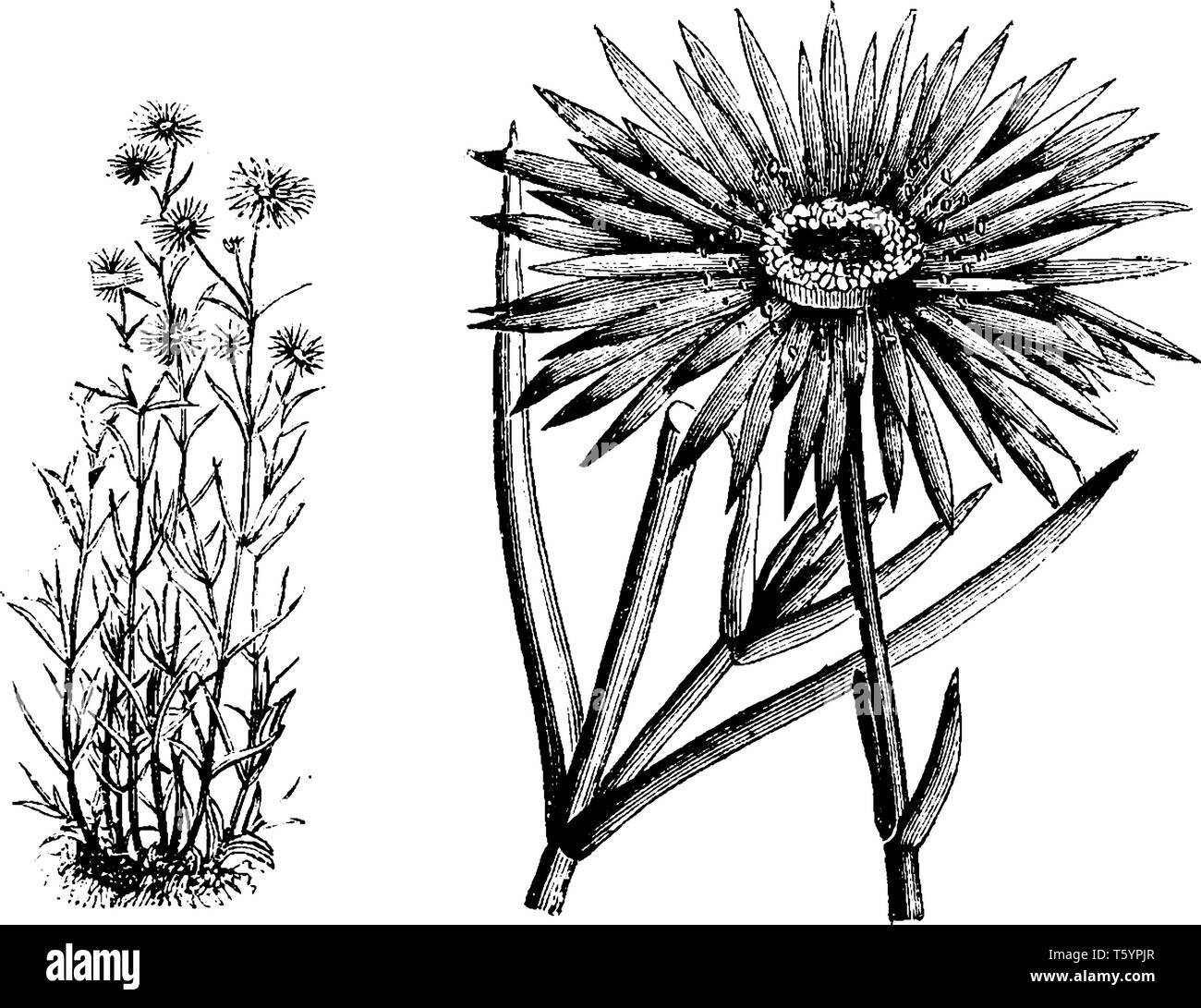 Dieses Bild zeigt Blumen scarlet sind und allein auf die Stängel wachsen. Es ist Blüte von Mai bis September. Mesembryanthemum ihre Gameten in nahe schützen Stock Vektor