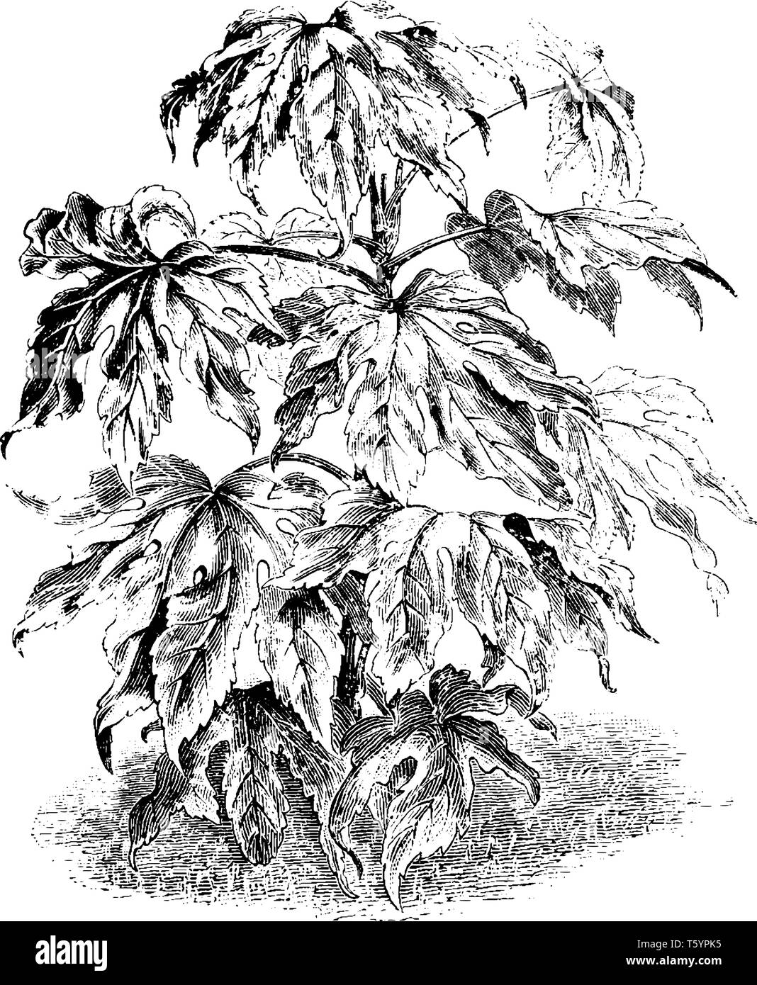 Ein Bild zeigt Fatsia Japonica, auch als Papier Werk bekannt. Gehört das Haus der Familie Araliaceae. Die Blätter sind lang, groß und ledrigen, vintage Lin Stock Vektor