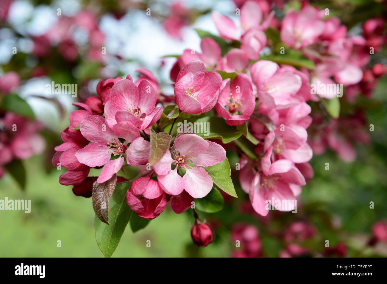 Zweig voller Blüte mit rosa Blütenblätter in selektiven Fokus auf einem Malus indische Magie crab apple tree Stockfoto