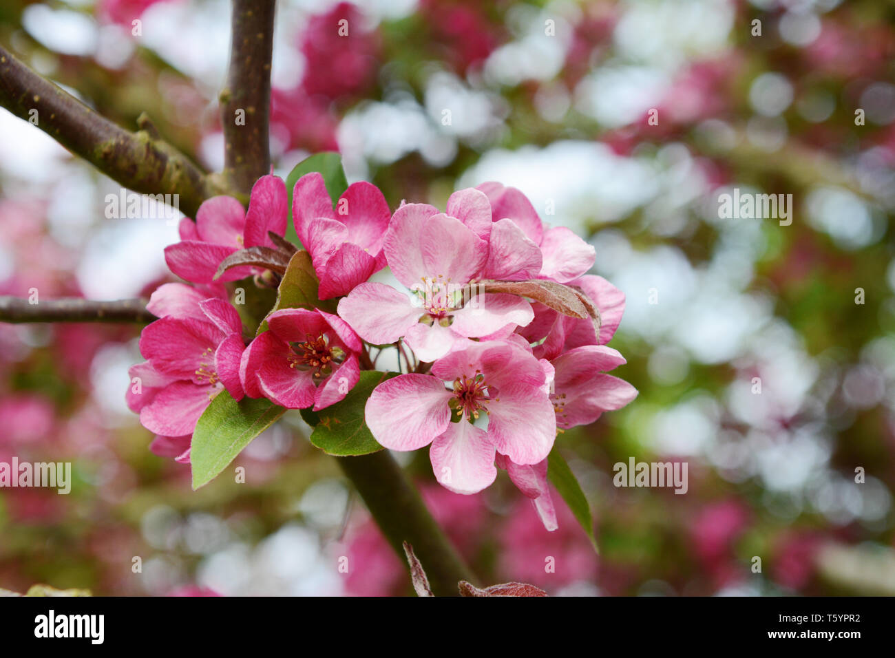 Cluster von rosa Blume Blumen und grüne Blätter in selektiven Fokus auf dem Zweig eines Malus indische Magie crab apple tree Stockfoto