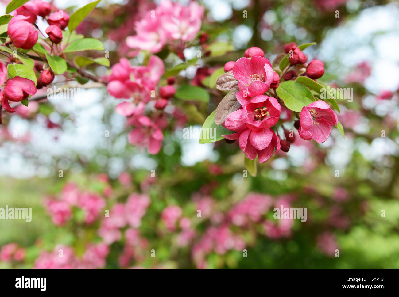 Tiefrosa Blüten Blumen in selektiven Fokus auf einem Crab Apple Tree, Malus indische Magie - Kopie Raum Stockfoto