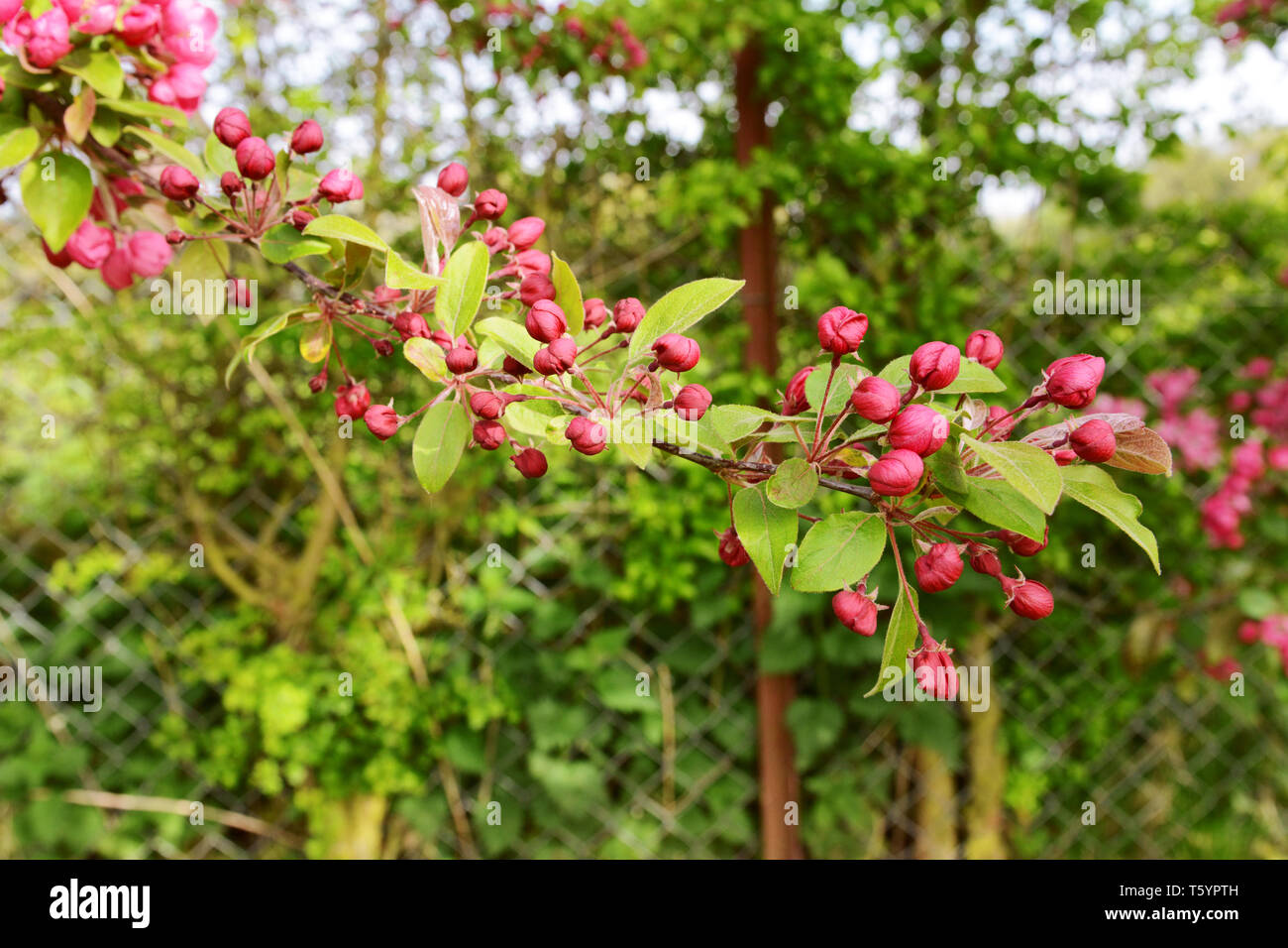 Lange Ast und dunkelrosa Blüte Blüten, die selektiven Fokus gegen grüne grüne Laub abgedeckt Stockfoto