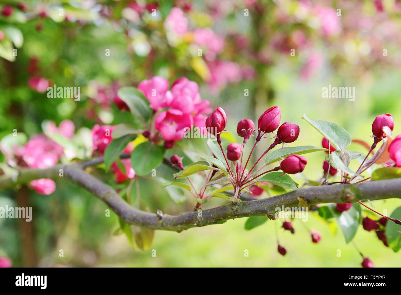 Spray von Pink Blossom buds auf dem Zweig eines Malus indische Magie crab apple tree, gegen eine dappled rosa und grünen Hintergrund Stockfoto