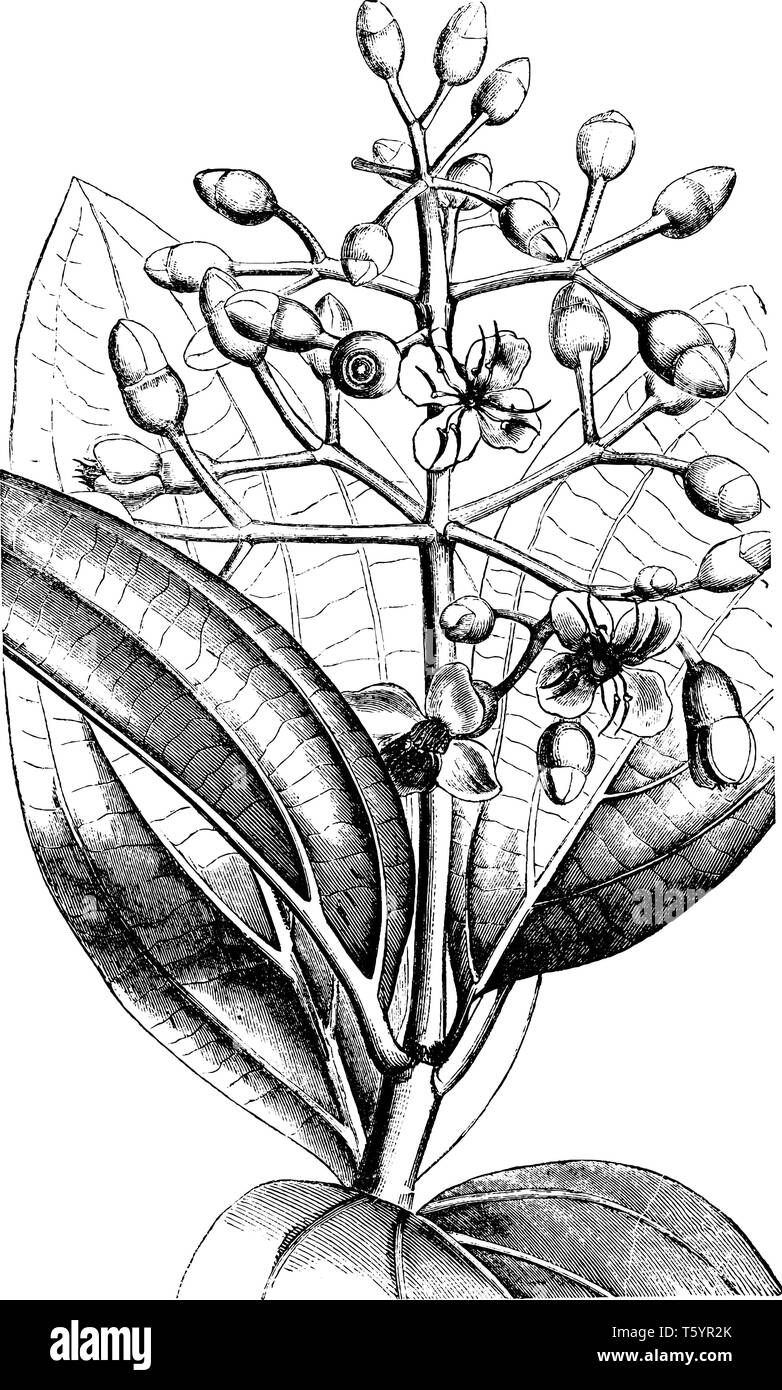 Dieses schöne Bild zeigt, dass Medinilla Sieboldiana ist eine Blume Pflanze der Melastomataceae Familie, vintage Strichzeichnung oder Gravur Abbildung. Stock Vektor