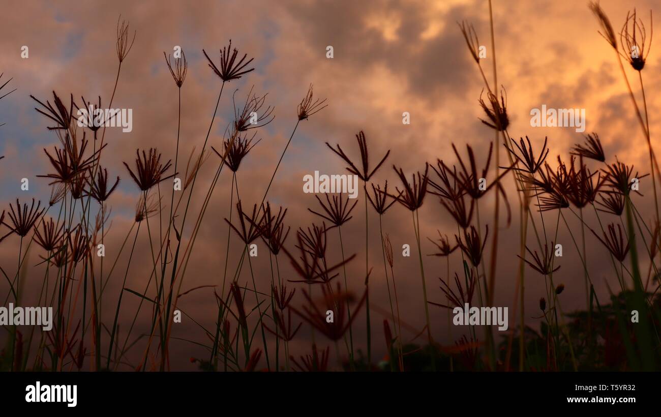 Der Schatten des Grases Blume am Nachmittag. Der Hintergrund der goldenen Licht der Dämmerung, Stockfoto