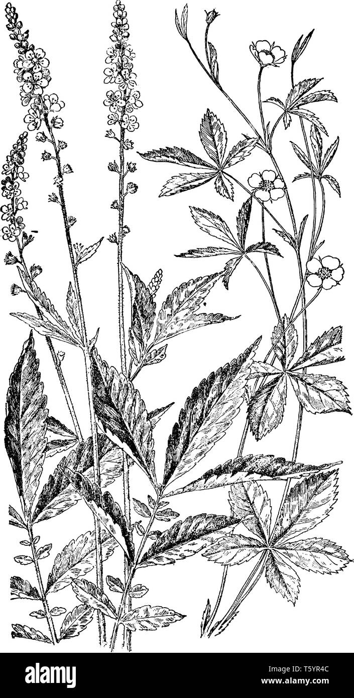 Ein Bild von einem Agrimony und cinqurfoil. Dies ist aus der Familie der Rosaceae. Blume Gelb sind und klein, sie haben fünf zu vier Blütenblätter, vintage Line drawin Stock Vektor