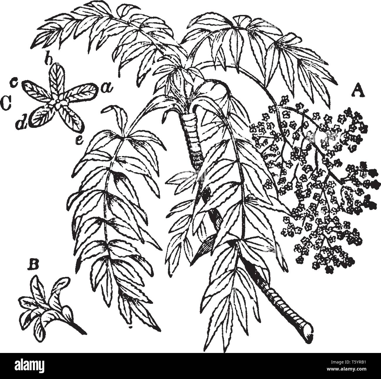 Dieses Bild ist eines Cusso Baum. Es ist die Familie, die in den Bergen von Zentral- und Ostafrika, vintage Strichzeichnung oder Gravur illust Stock Vektor