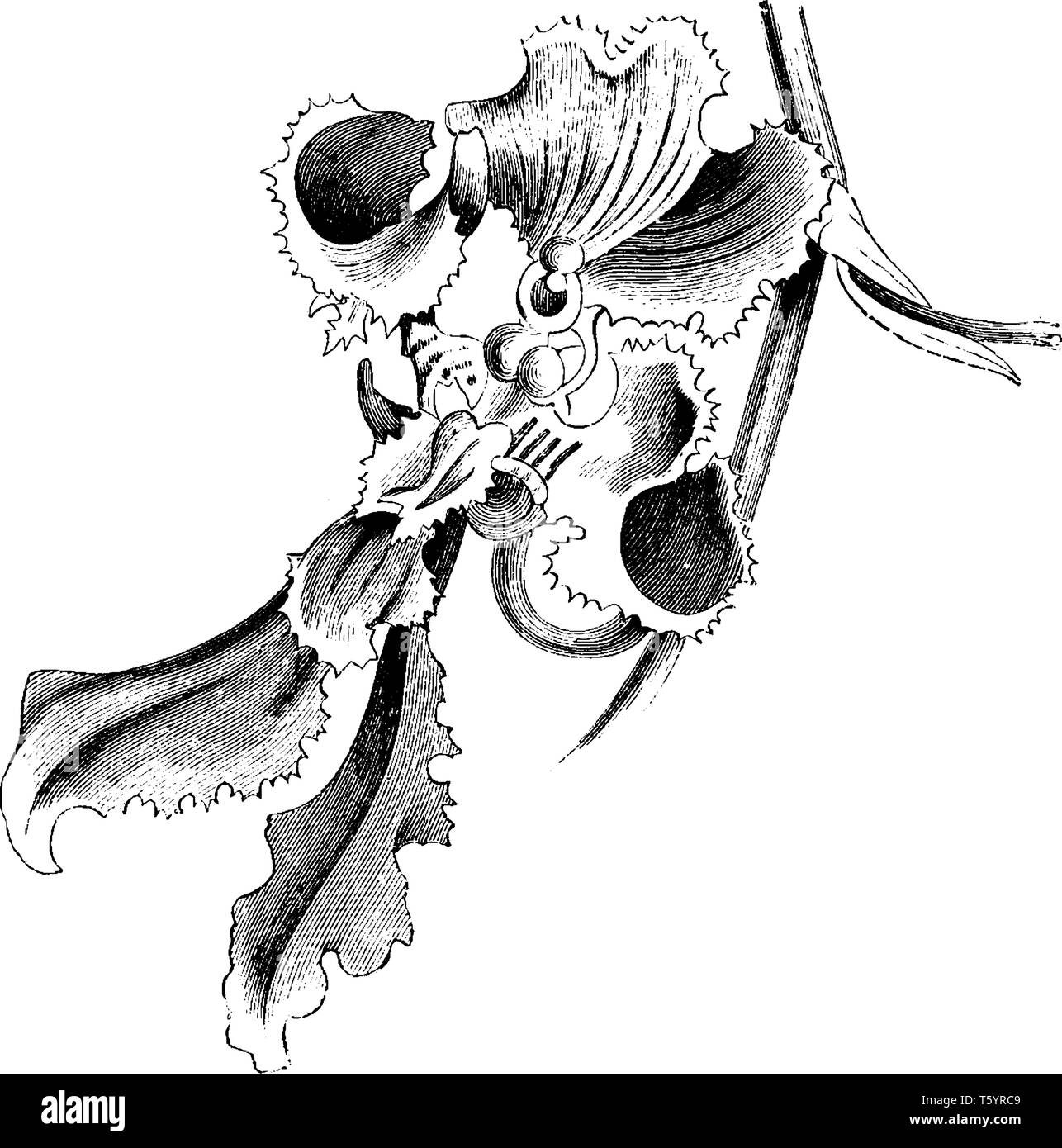 Oncidium serratum Blumen sind in der Regel reiche, hell braun mit gelben Rand. Die Ränder Crisped oder sind sehr Gezackt, vintage Strichzeichnung oder engra Stock Vektor