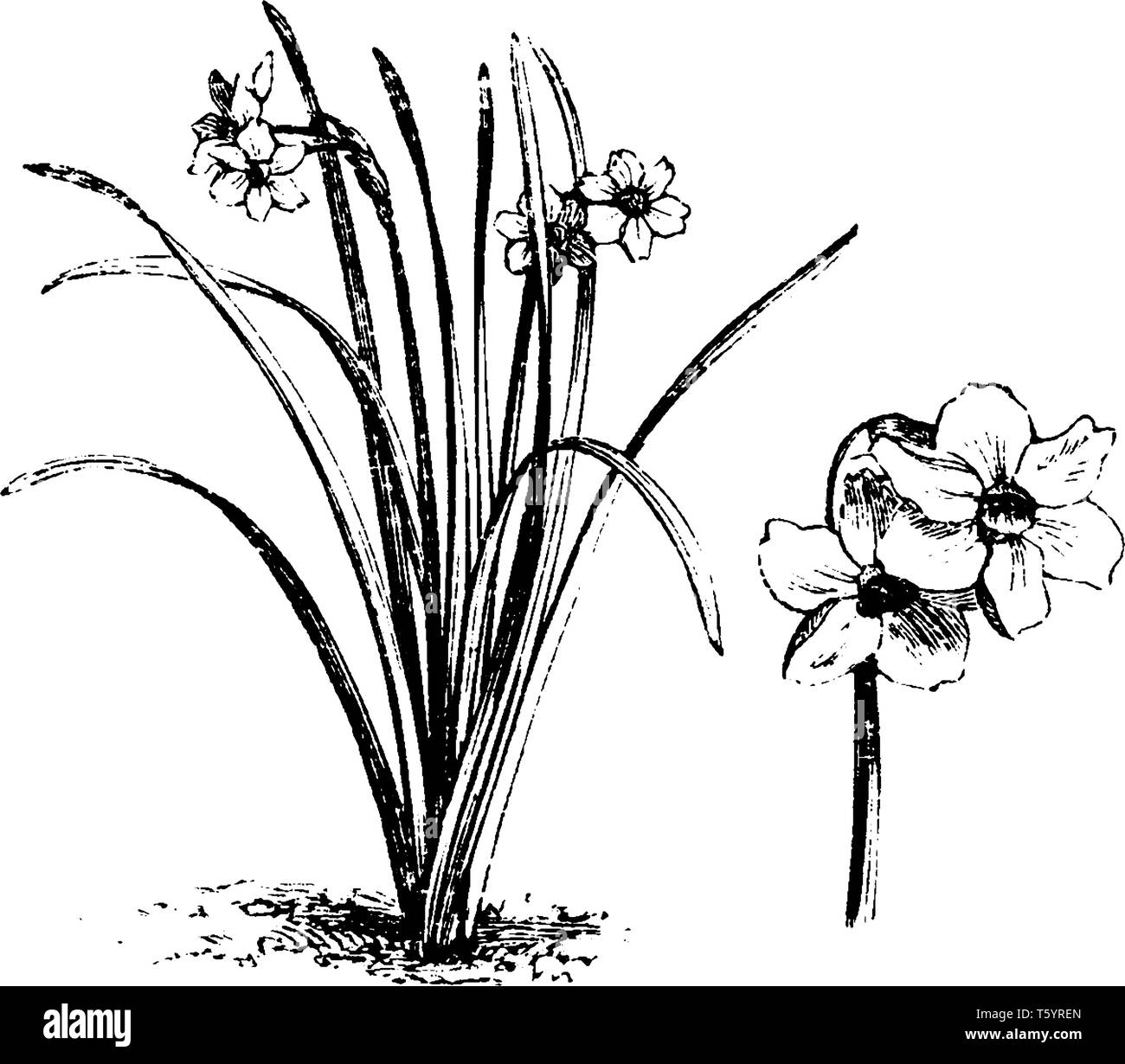 Eine Abbildung der Gewohnheit und freistehende Blüten der Narzissen Biflorus, die normalerweise blüht im Mai. Dies ist eine Hybridsorte von weißen Blumen der Nar Stock Vektor