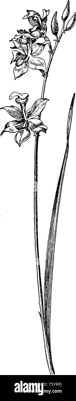 Gras ist Rosa als Calopogon Tuberosus bekannt. Es ist üblich, im östlichen Nordamerika, und kann auch in Kuba und den Bahamas, vintage Zeichnung gefunden werden Stock Vektor