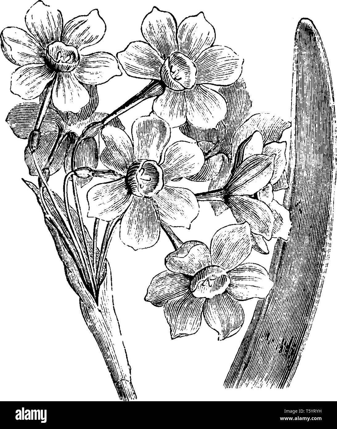 Blumen duftende und sind ca. 3 cm lang, wenn Erweiterungen, die Blüte im März. Der Common Name der Narcissus tazetta ist Primel narci Stock Vektor