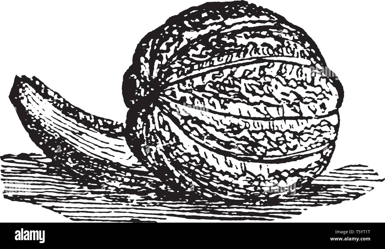 Diese Frucht ist auch als Muskmelon bekannt. Es hat einen sehr feinen Geschmack, vintage Strichzeichnung oder Gravur Abbildung. Stock Vektor