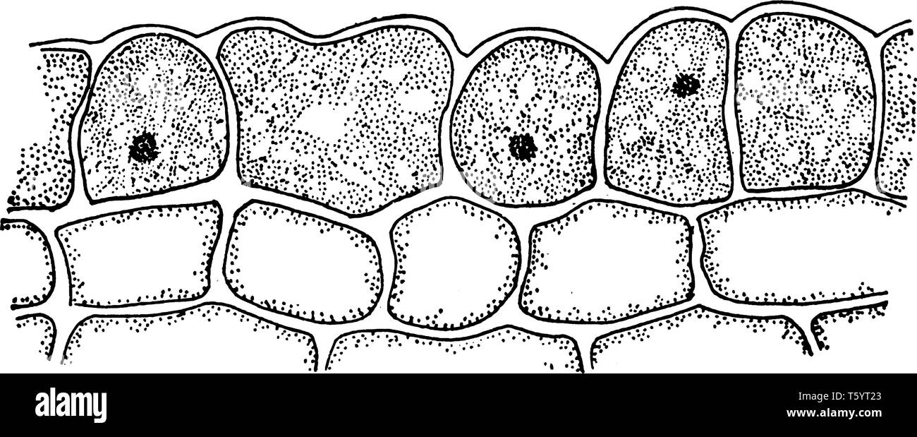 Ein Bild, Enzym-absondernden Zellen des Datum Keimblatt, vintage Strichzeichnung oder Gravur Abbildung. Stock Vektor